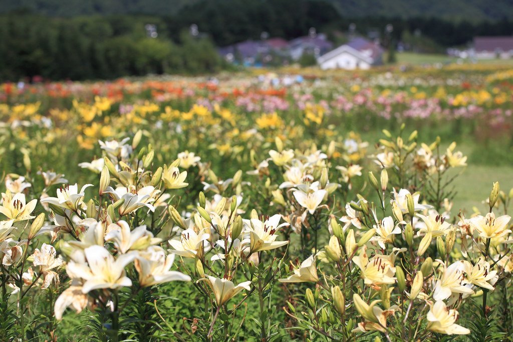 🏂 헌터 마운틴 시오바라 이미지 7